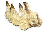 Fossil Mosasaur (Thalassotitan) Jaw Section with Teeth - Morocco #368247-5